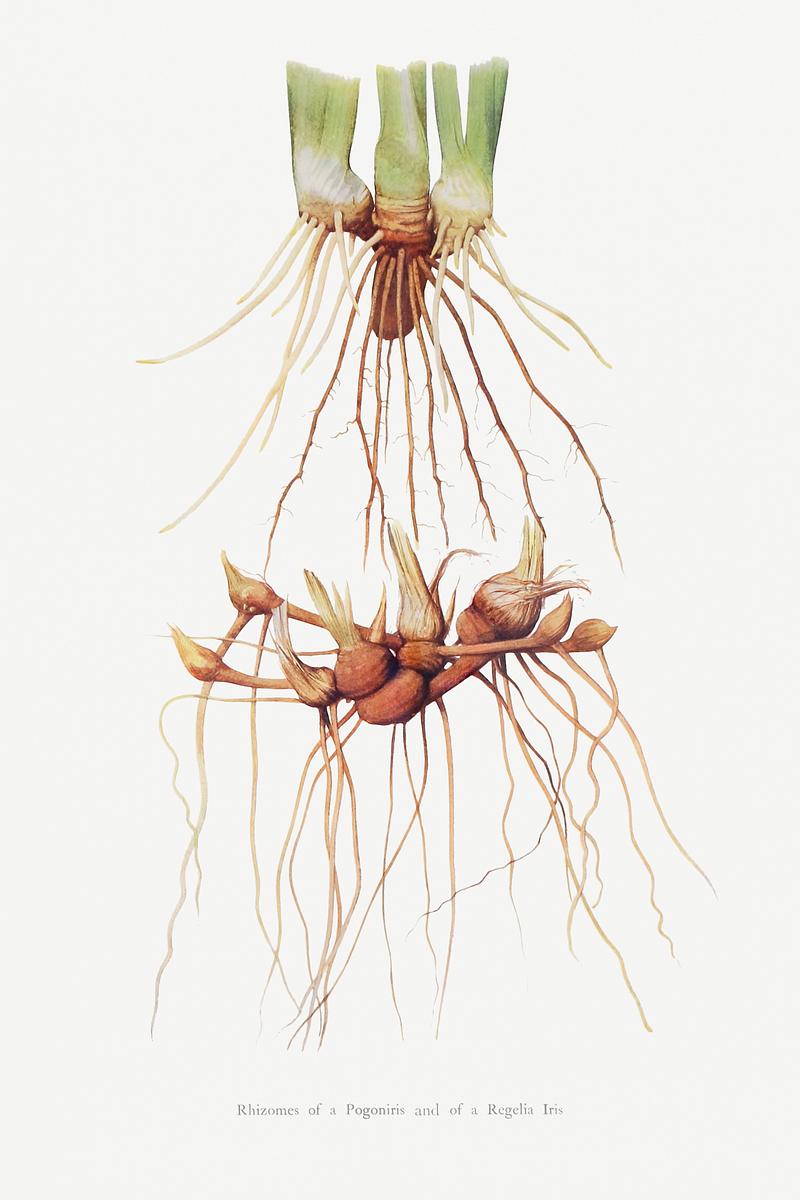 Vintage Iris root poster Rhizomes of a Pogoniris and of a Regelia Iris from The genus Iris by William Rickatson Dykes (1877-1925). Original from The…