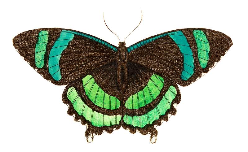 Green-banded tailed butterfly or Orontes illustration from The Naturalist's Miscellany (1789-1813) by George Shaw (1751-1813)