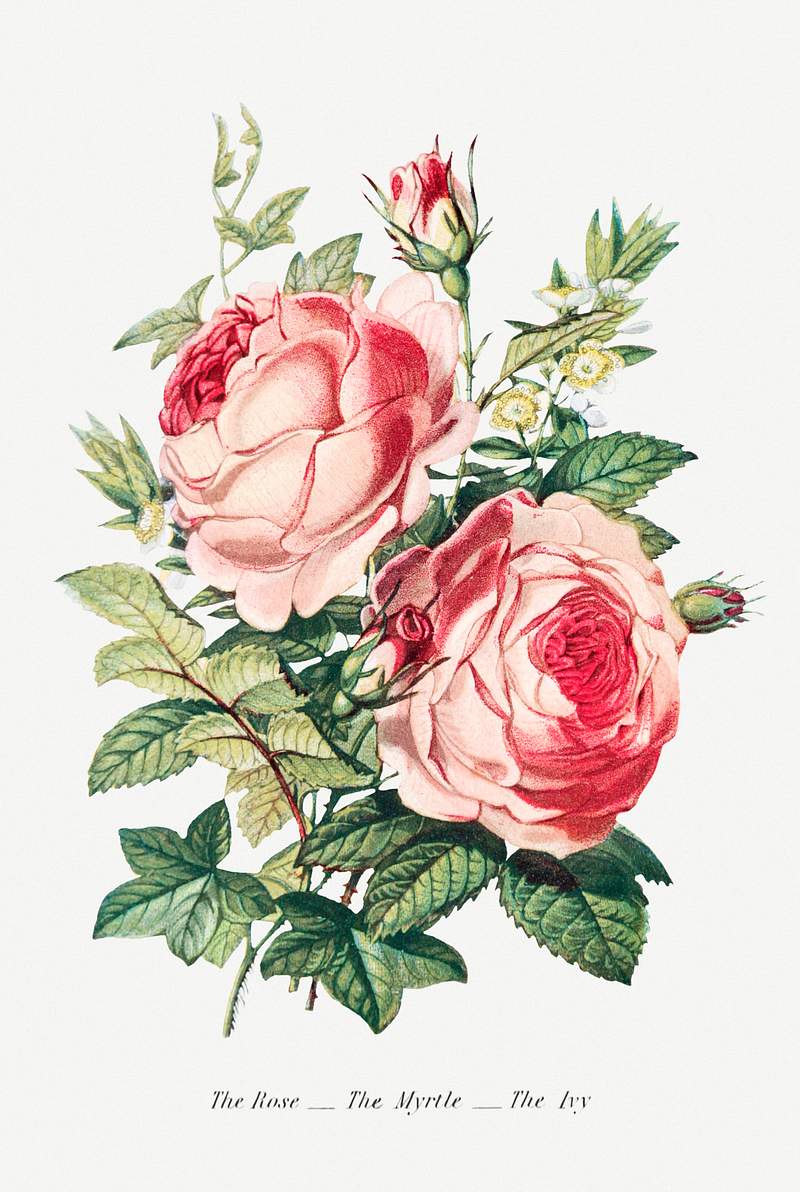 The Rose, the Myrtle and the Ivy from The Language of Flowers, or, Floral Emblems of Thoughts, Feelings, and Sentiments…