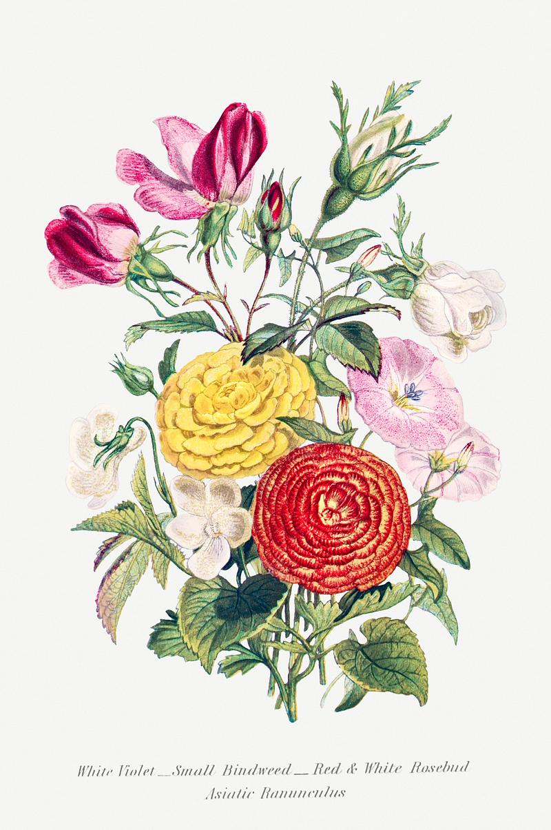 Beautiful flower bouquet White Violet, Small Bindweed, Red and White Rosebud and Asiatic Ranunculus from The Language of Flowers, or, Floral Emblems…