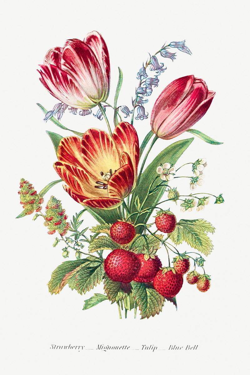 Beautiful flower bouquet Strawberry, Mignonette, Tulip, and Blue Bell and from The Language of Flowers, or, Floral Emblems of Thoughts, Feelings, and…