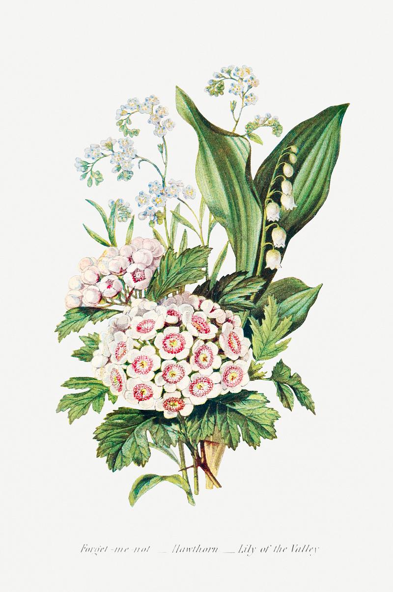 Beautiful flower bouquet Forget Me Not, Hawthorn and Lily of the Valley from The Language of Flowers, or, Floral Emblems of Thoughts, Feelings, and…