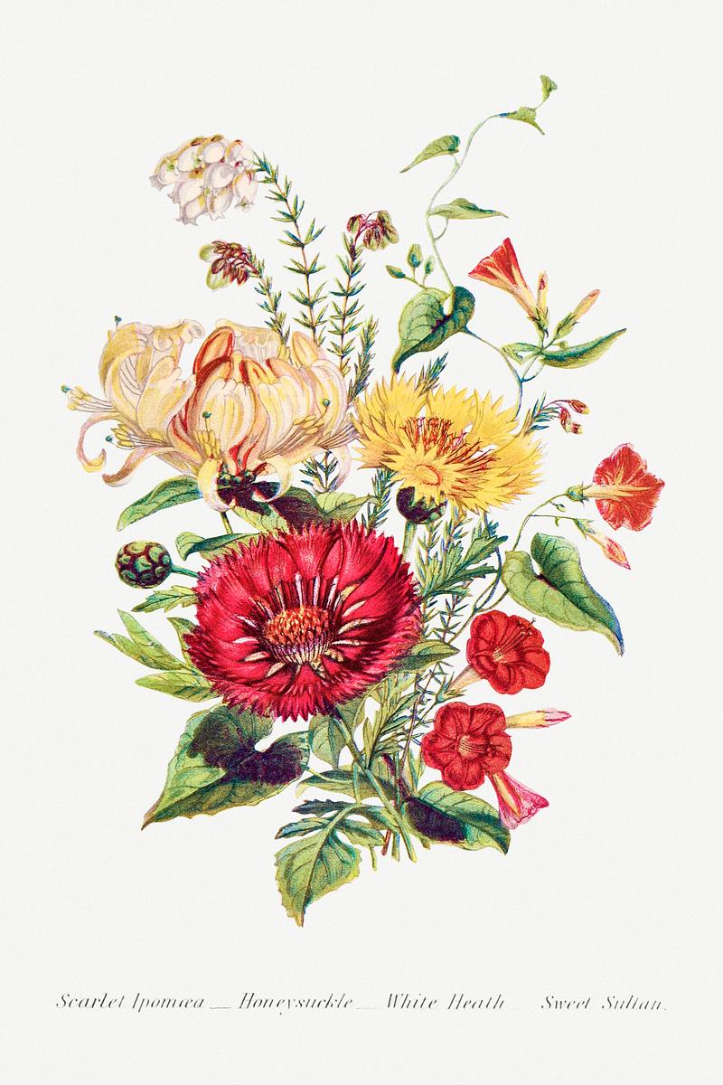 Beautiful flower bouquet Scarlet Ipomoea, Honeysuckle, White Heath and Sweet Sulian from The Language of Flowers, or, Floral Emblems of Thoughts…