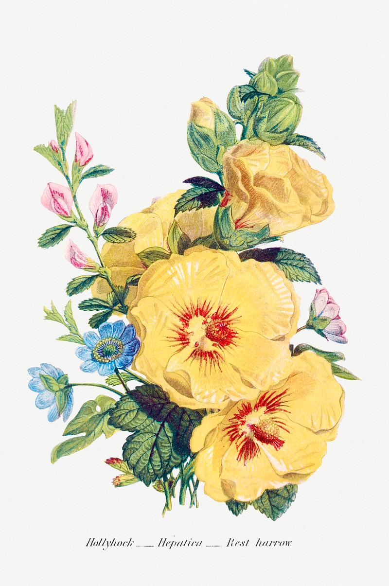 Beautiful flower bouquet Hollyhock, Hepatica and Rest Harrow from The Language of Flowers, or, Floral Emblems of Thoughts, Feelings, and Sentiments…