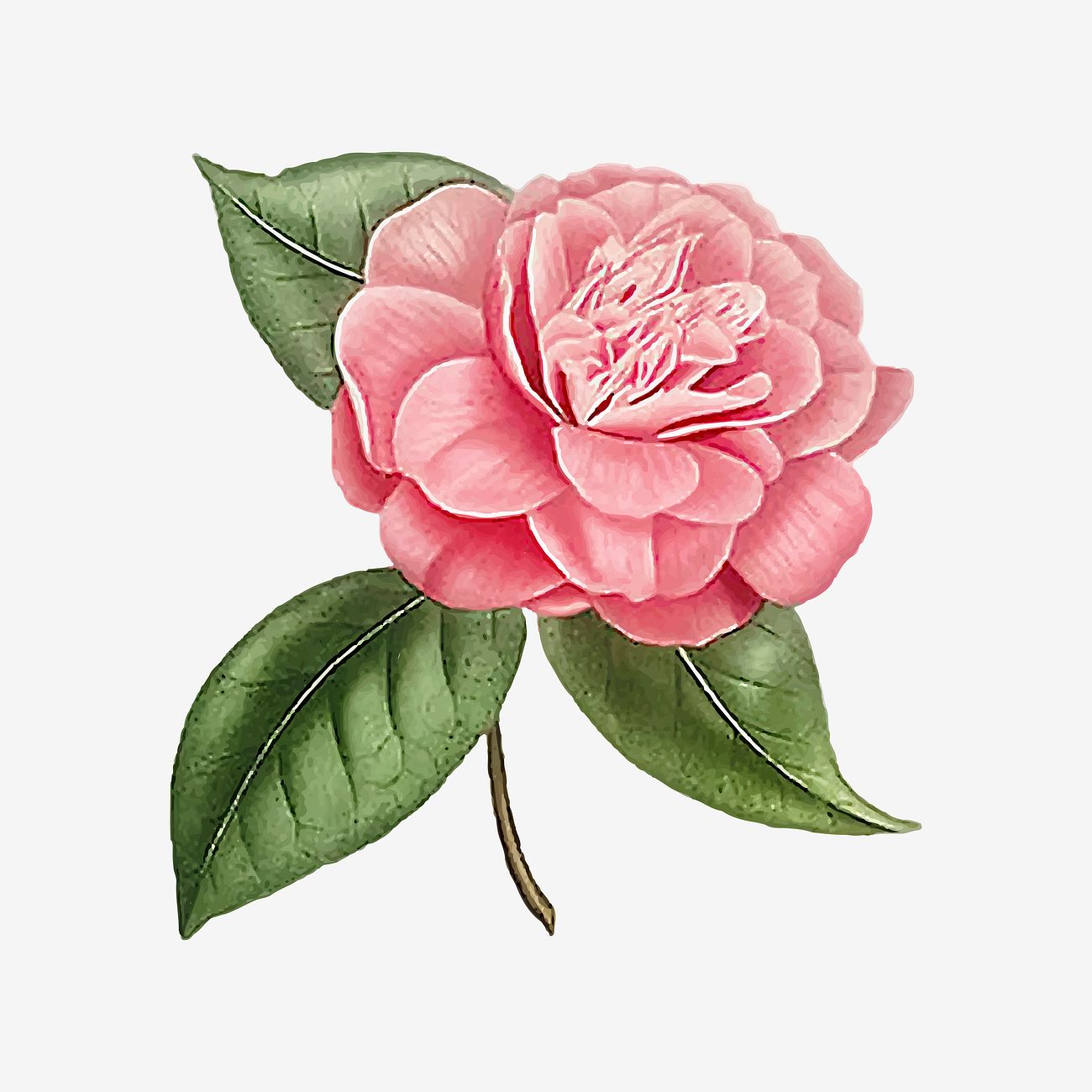 Beautiful Camellia flower | Royalty free stock vector