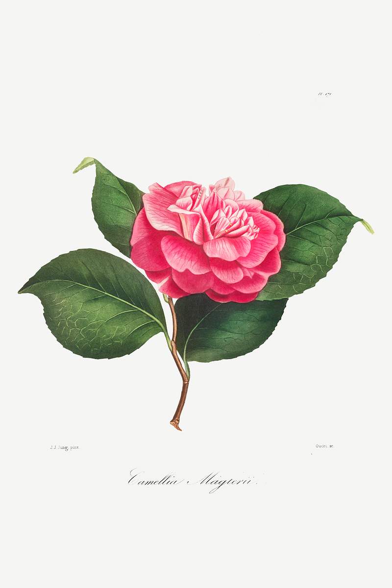 Camellia: No. 171 from Iconographie du Genre Camellia ou Description et Figures (1839–1843) by Lorenzo Berlèse.…