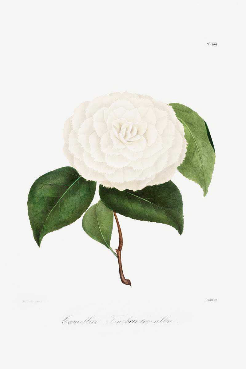 Camellia: No. 194 from Iconographie du Genre Camellia ou Description et Figures (1839–1843) by Lorenzo Berlèse.…