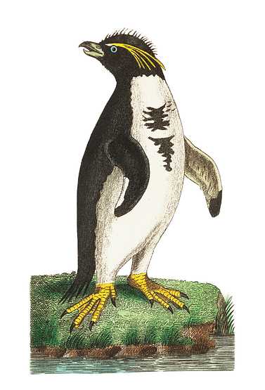 Crested penguin illustration from The Naturalist's Miscellany (1789-1813) by George Shaw (1751-1813). Crested penguin illustration from The Naturalist's Miscellany (1789-1813) by George Shaw (1751-1813). - animal, antique, art…