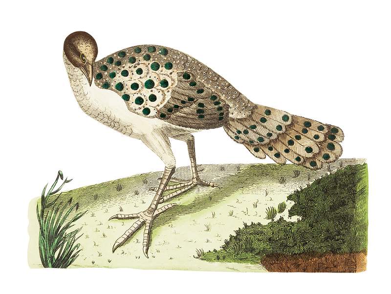 Thibetian peacock illustration from The Naturalist's Miscellany (1789-1813) by George Shaw (1751-1813)
