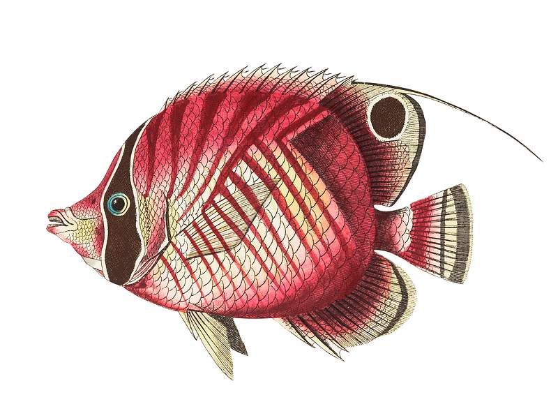 Red striped chaetodon or Yellowish chaetodon illustration from The Naturalist's Miscellany (1789-1813) by George Shaw (1751…