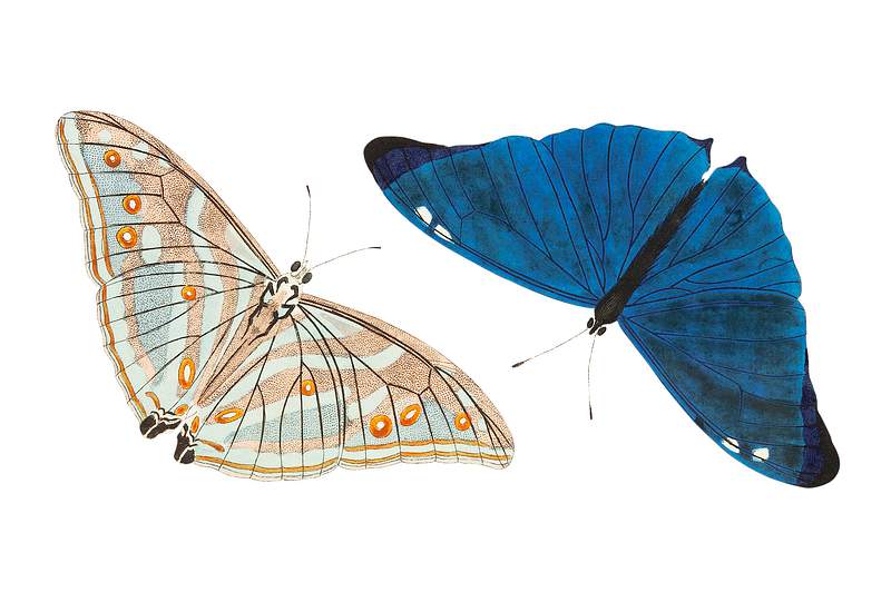 Adonis or Bright-blue Butterfly illustration from The Naturalist's Miscellany (1789-1813) by George Shaw (1751-1813)