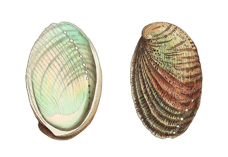 Tuberculated haliotis or Ear-shell illustration from The Naturalist's Miscellany (1789-1813) by George Shaw (1751-1813)