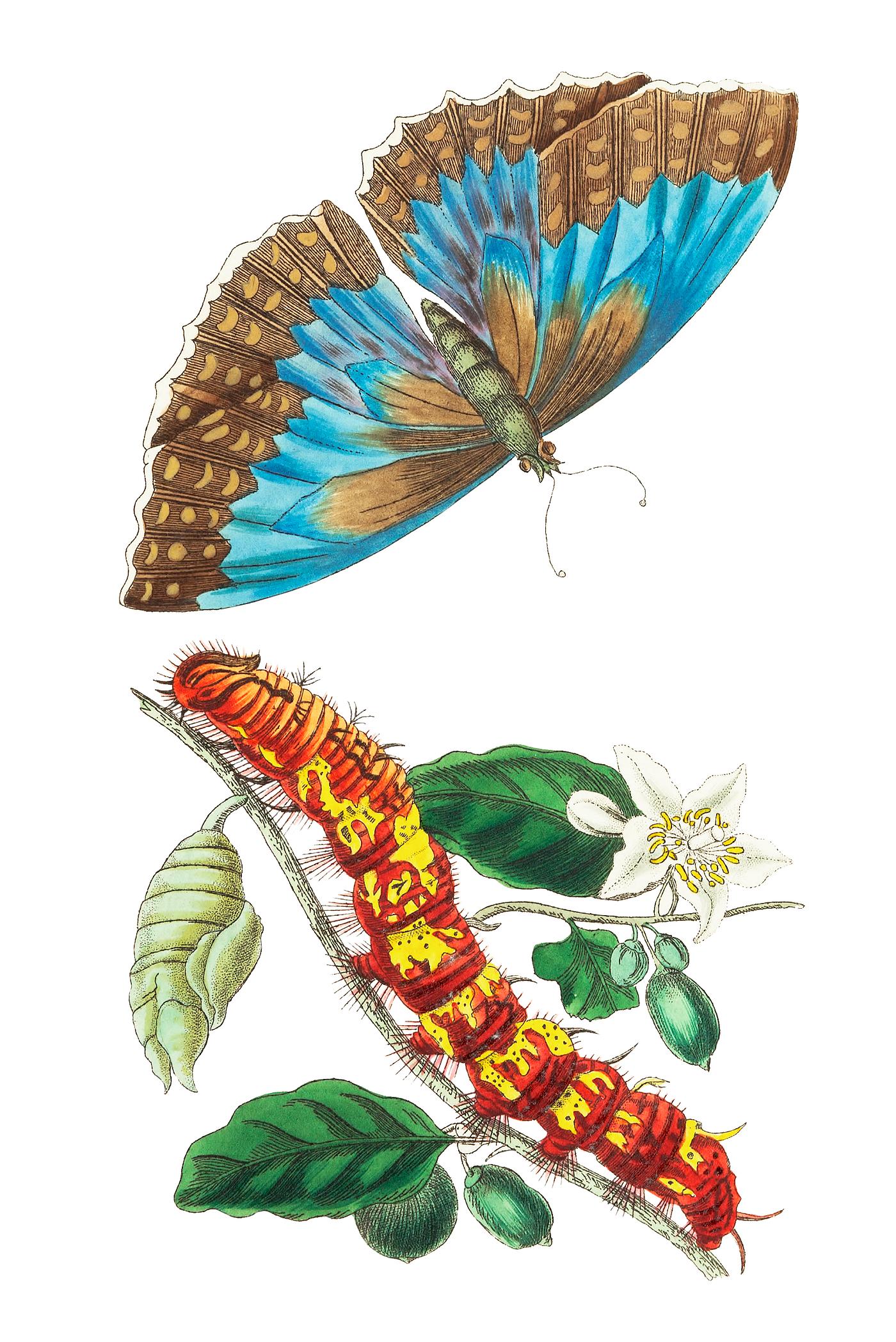 Morpho Telemachus illustration from The Naturalist's Miscellany (1789-1813) by George Shaw (1751-1813) Morpho Telemachus illustration from The Naturalist's Miscellany (1789-1813) by George Shaw (1751-1813)