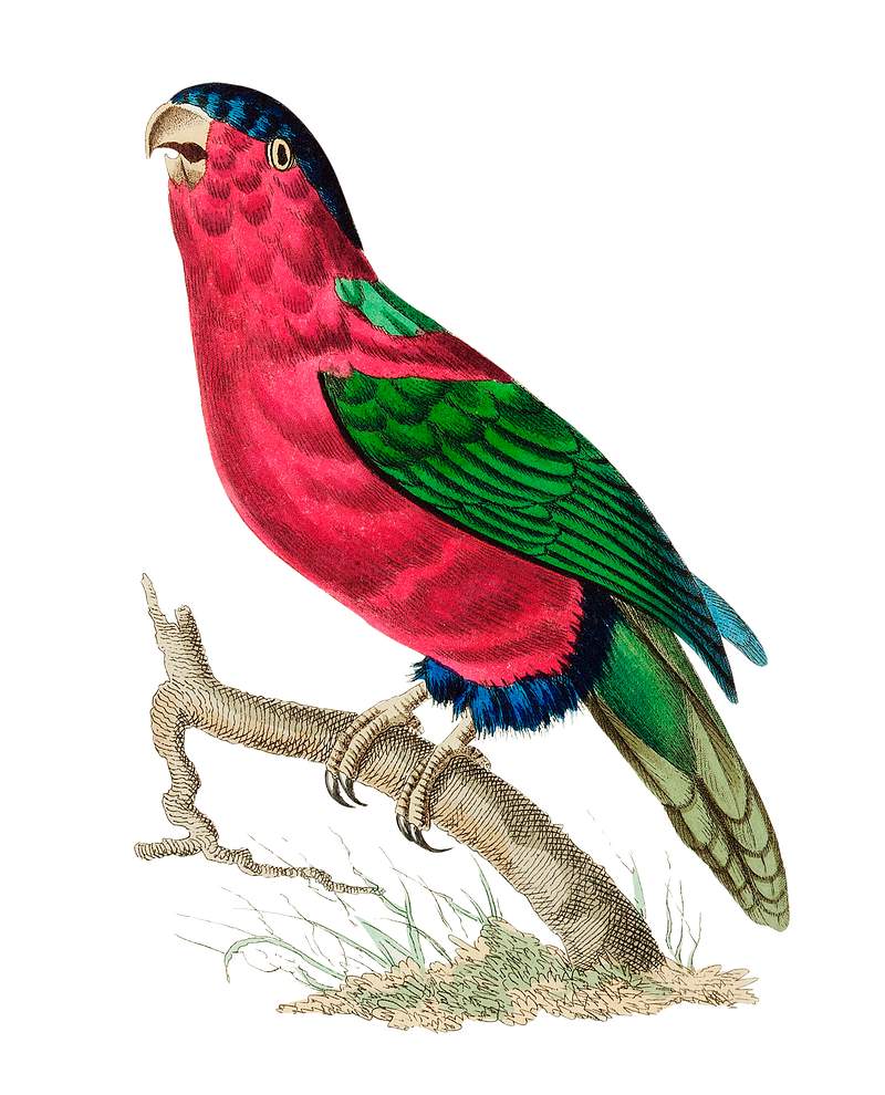 Vaillantian Parrakeet or Crimson Parrakeet illustration from The Naturalist's Miscellany (1789-1813) by George Shaw (1751-1813) Vaillantian Parrakeet or Crimson Parrakeet illustration from The Naturalist's Miscellany (1789-1813) by George Shaw (1751…