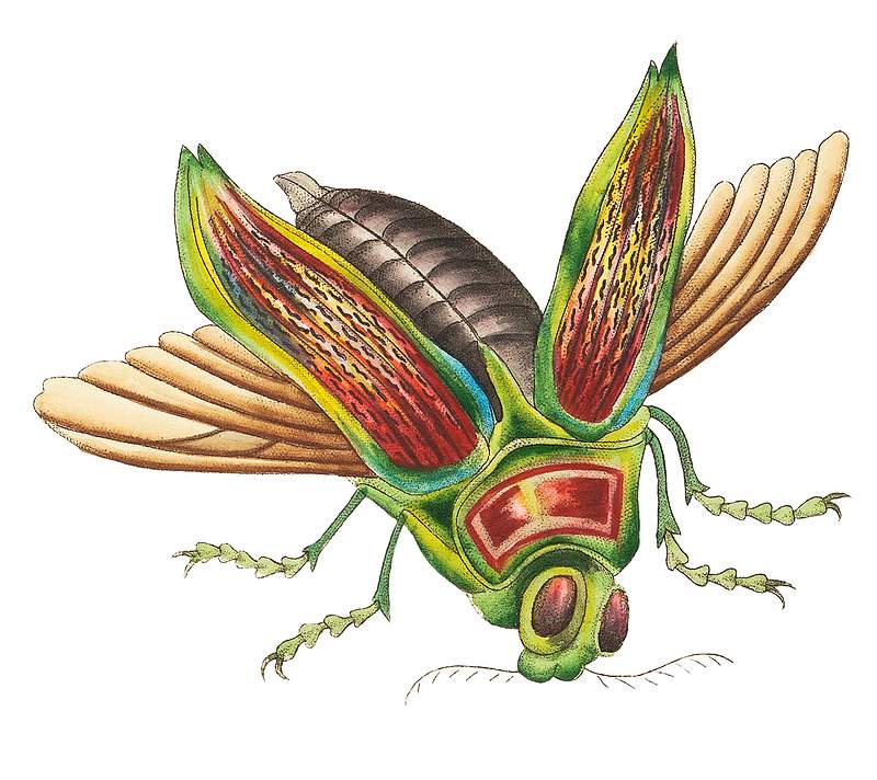 Great buprestis illustration from The Naturalist's Miscellany (1789-1813) by George Shaw (1751-1813)