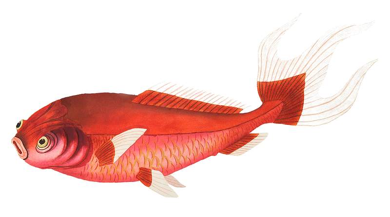 Telescope carp, Scarlet carp or Goggled-eyed carp illustration from The Naturalist's Miscellany (1789-1813) by George Shaw…