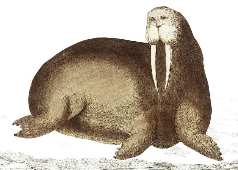 Arctic walrus or sea-horfe illustration from The Naturalist's Miscellany (1789-1813) by George Shaw (1751-1813).