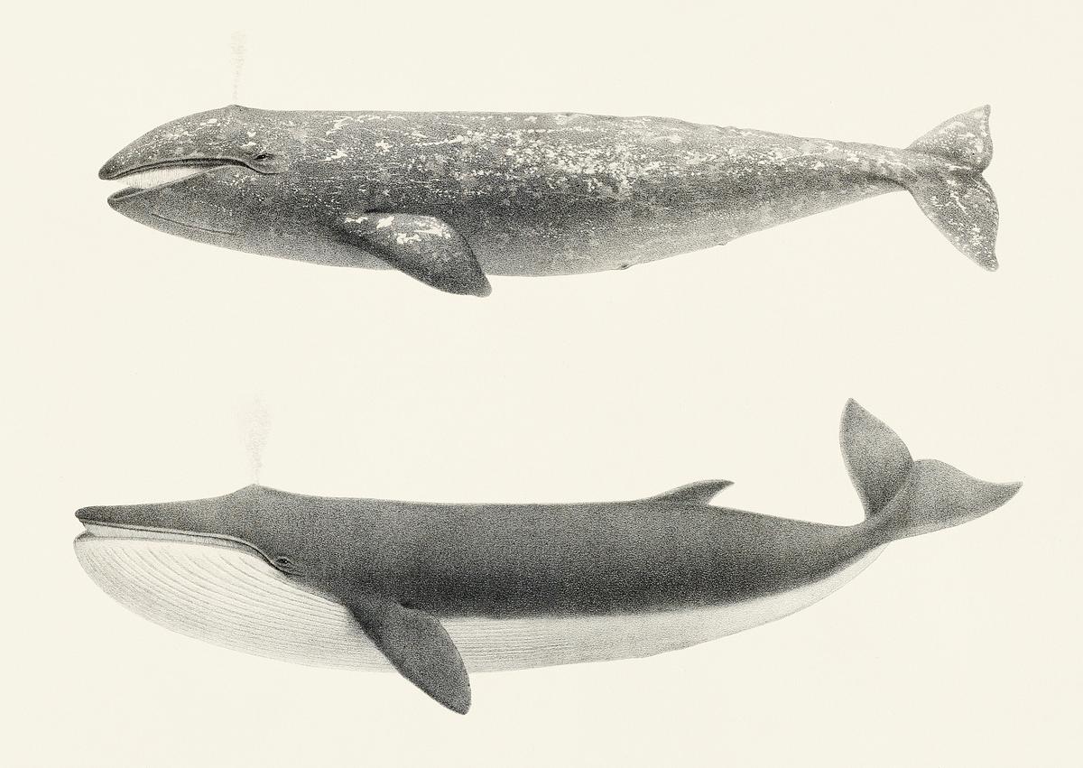 Vintage illustration of 1. The California… | Royalty free stock psd mockup | High Resolution design Vintage illustration of 1. The California Gray Whale (Rhachieanectes claucus) 2. The Finback (Balaenoptera velifera)