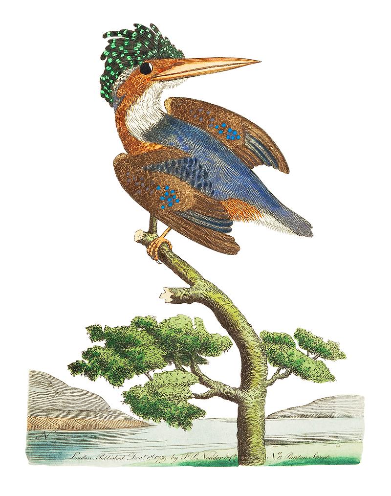 Crested Kingfisher illustration from The Naturalist's Miscellany (1789-1813) by George Shaw (1751-1813) Crested Kingfisher illustration from The Naturalist's Miscellany (1789-1813) by George Shaw (1751-1813)