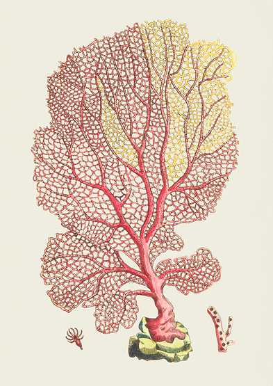 Fan Gorgonia or Venus's fan illustration from The Naturalist's Miscellany (1789-1813) by George Shaw (1751-1813) Fan Gorgonia or Venus's fan illustration from The Naturalist's Miscellany (1789-1813) by George Shaw (1751-1813) -…