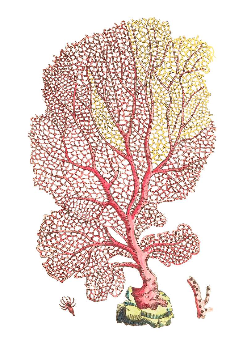 Fan Gorgonia or Venus's fan illustration from The Naturalist's Miscellany (1789-1813) by George Shaw (1751-1813)