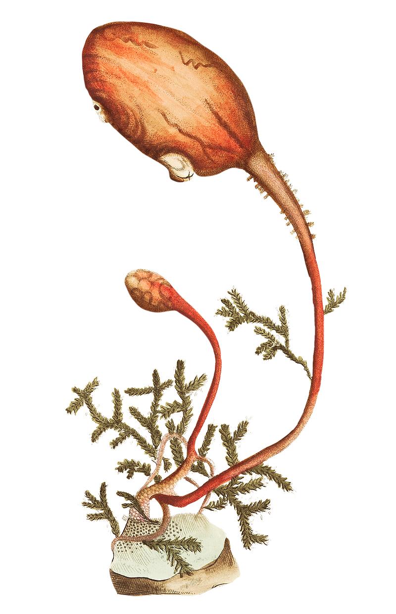 Clavate ascidia illustration from The Naturalist's Miscellany (1789-1813) by George Shaw (1751-1813). Clavate ascidia illustration from The Naturalist's Miscellany (1789-1813) by George Shaw (1751-1813).