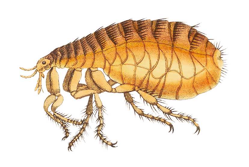 Flea illustration from The Naturalist's Miscellany (1789-1813) by George Shaw (1751-1813). Flea illustration from The Naturalist's Miscellany (1789-1813) by George Shaw (1751-1813). - animal, antique, art, bug, cc0…