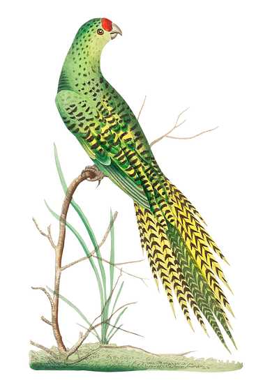 Ground parrot illustration from The Naturalist's Miscellany (1789-1813) by George Shaw (1751-1813) Ground parrot illustration from The Naturalist's Miscellany (1789-1813) by George Shaw (1751-1813) - animal, antique, art…