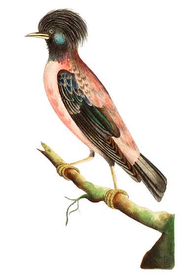 Rose-coloured ouzel illustration from The Naturalist's Miscellany (1789-1813) by George Shaw (1751-1813) Rose-coloured ouzel illustration from The Naturalist's Miscellany (1789-1813) by George Shaw (1751-1813) - animal, antique…