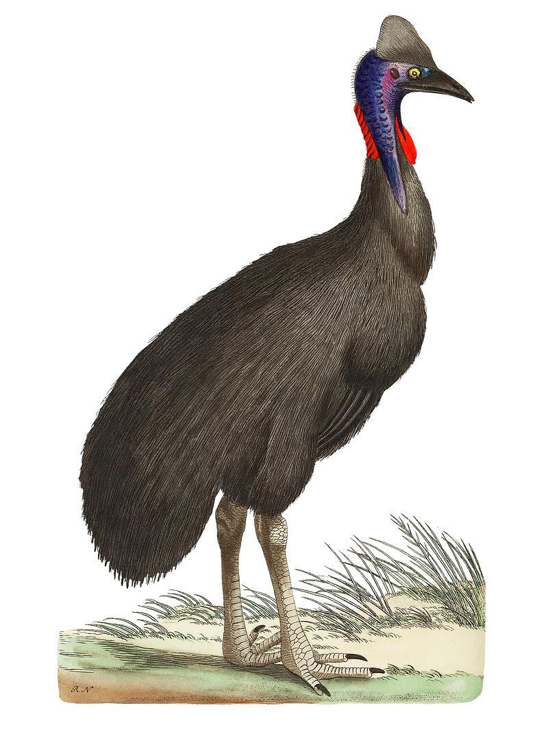 Galeated Cassowary or Black Cassowary or Emu illustration from The Naturalist's Miscellany (1789-1813) by George Shaw (1751-1813) Galeated Cassowary or Black Cassowary or Emu illustration from The Naturalist's Miscellany (1789-1813) by George Shaw (1751…
