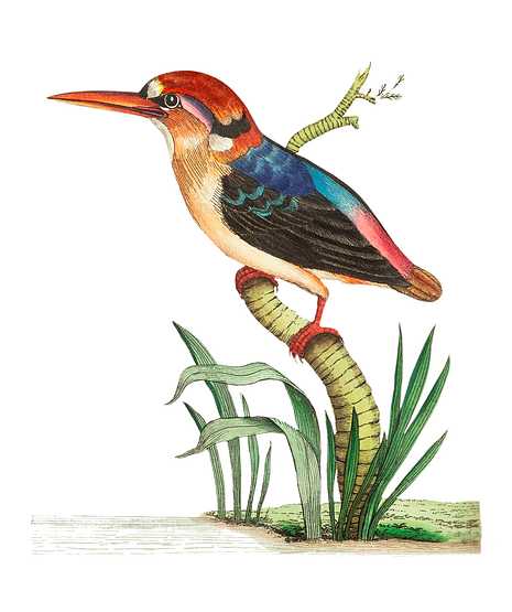Red-headed Kingfisher or Short-tailed Kingfisher illustration from The Naturalist's Miscellany (1789-1813) by George Shaw (1751-1813) Red-headed Kingfisher or Short-tailed Kingfisher illustration from The Naturalist's Miscellany (1789-1813) by George Shaw…