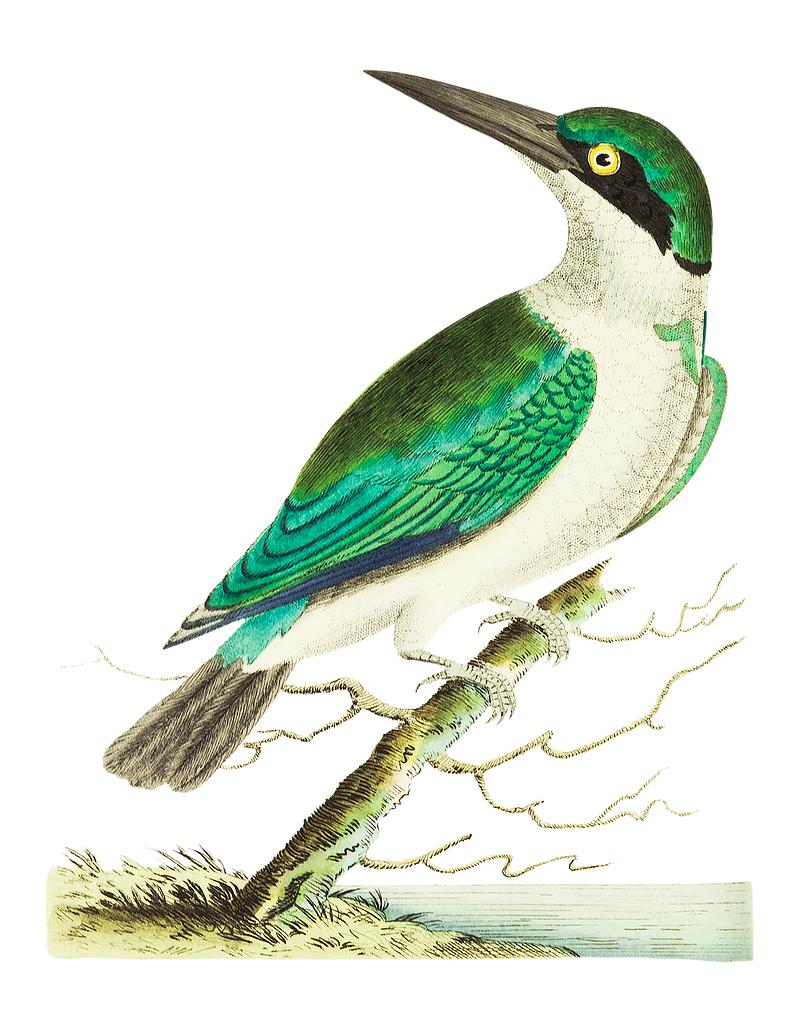Green-headed kingfisher illustration from The Naturalist's Miscellany (1789-1813) by George Shaw (1751-1813) Green-headed kingfisher illustration from The Naturalist's Miscellany (1789-1813) by George Shaw (1751-1813)
