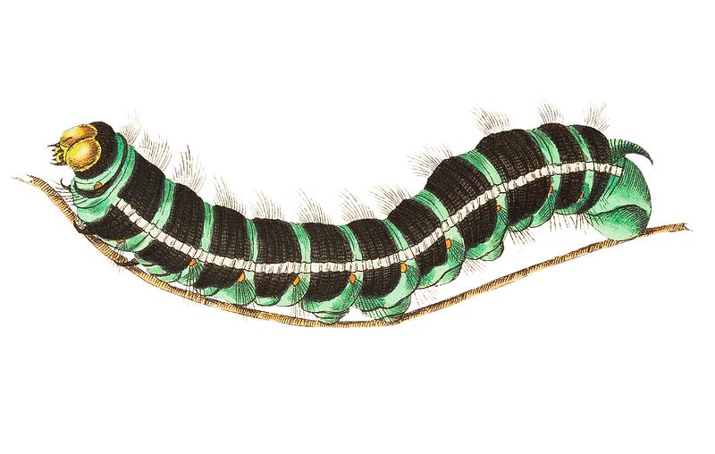 Thysania agrippina caterpillar illustration from The Naturalist's Miscellany (1789-1813) by George Shaw (1751-1813) Thysania agrippina caterpillar illustration from The Naturalist's Miscellany (1789-1813) by George Shaw (1751-1813)