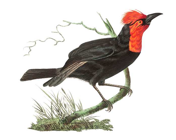 Malimbic tanager or Black tanager illustration from The Naturalist's Miscellany (1789-1813) by George Shaw (1751-1813) Malimbic tanager or Black tanager illustration from The Naturalist's Miscellany (1789-1813) by George Shaw (1751-1813) -…