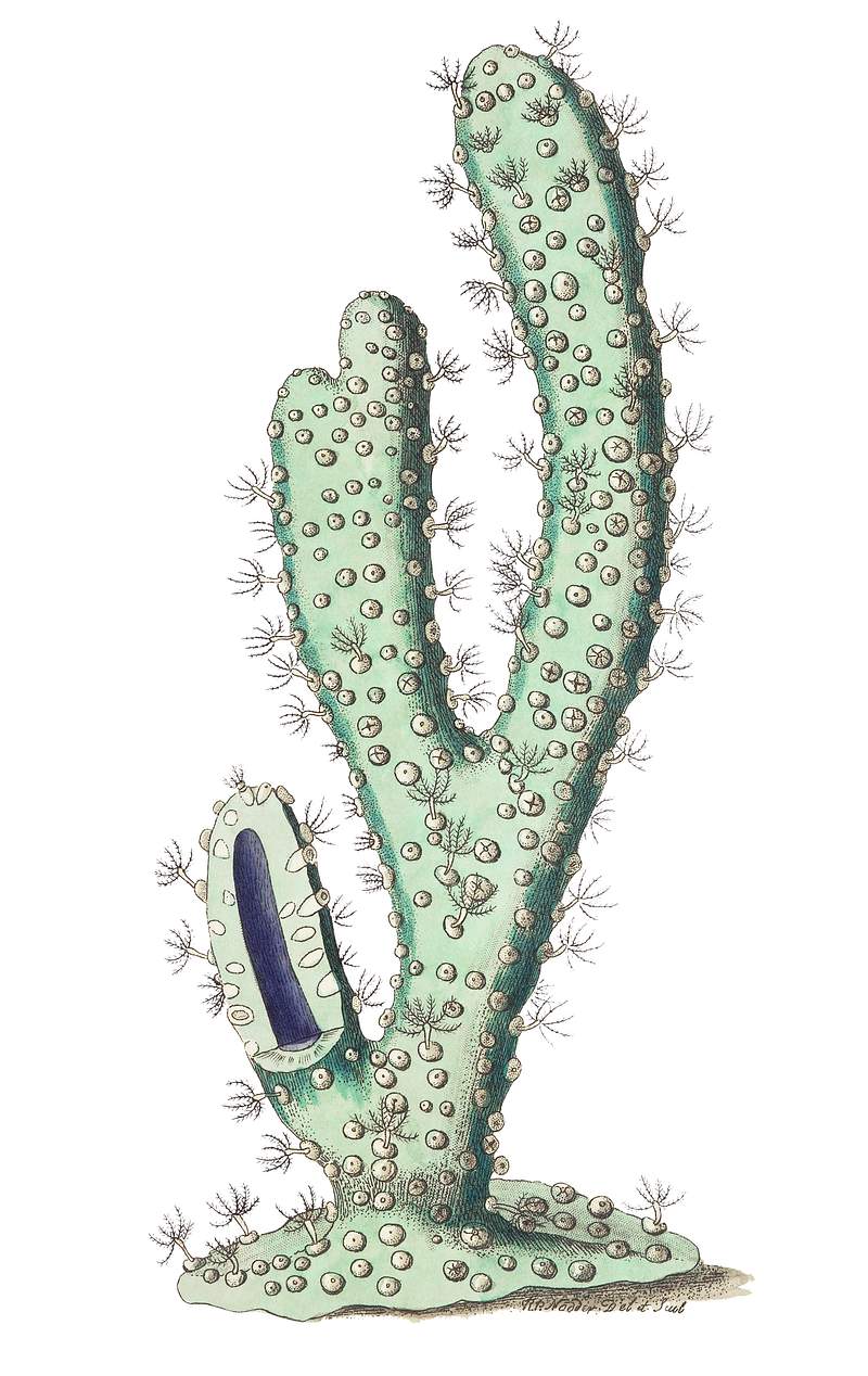 Thick-armed Gorgonia illustration from The Naturalist's Miscellany (1789-1813) by George Shaw (1751-1813).