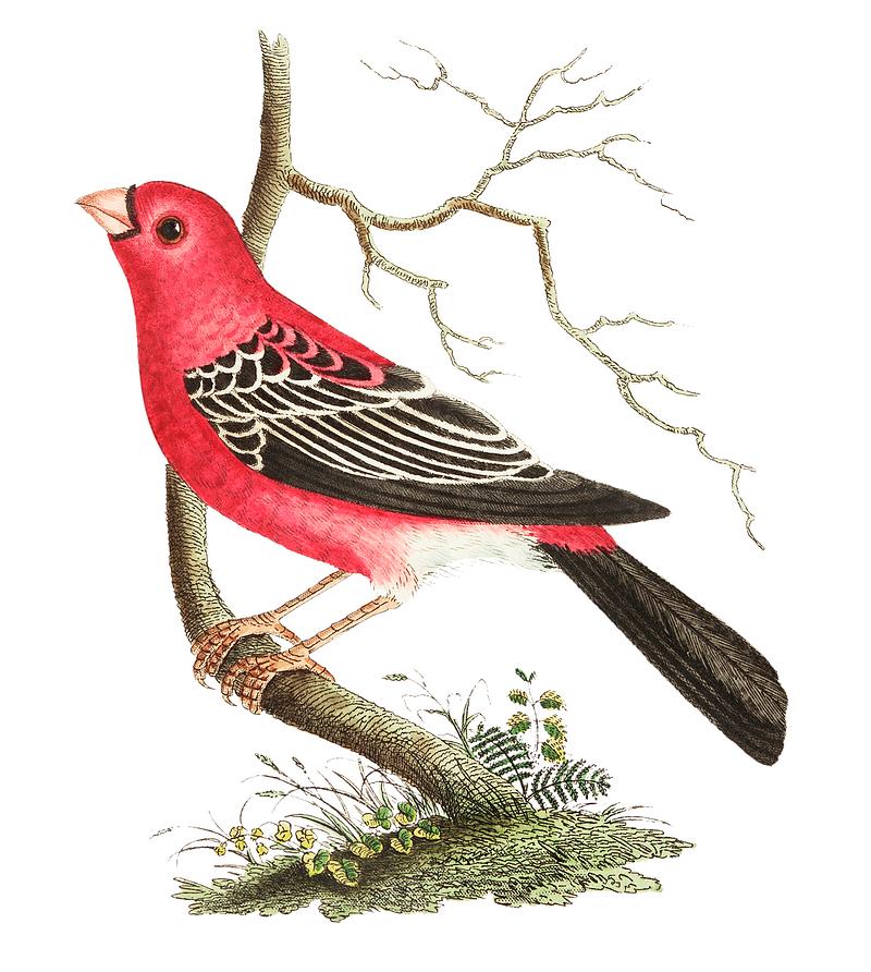 Greater Bulfinch or Rose-red Grosbeak illustration from The Naturalist's Miscellany (1789-1813) by George Shaw (1751-1813) Greater Bulfinch or Rose-red Grosbeak illustration from The Naturalist's Miscellany (1789-1813) by George Shaw (1751-1813)