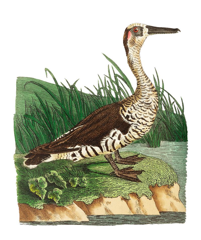 Fasciated duck illustration from The Naturalist's Miscellany (1789-1813) by George Shaw (1751-1813) Fasciated duck illustration from The Naturalist's Miscellany (1789-1813) by George Shaw (1751-1813)