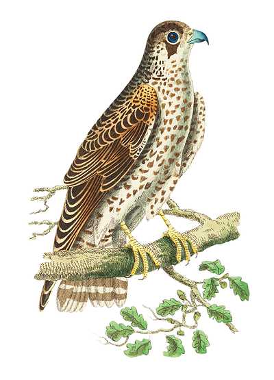 Falcon or Brown Falcon illustration from The Naturalist's Miscellany (1789-1813) by George Shaw (1751-1813) Falcon or Brown Falcon illustration from The Naturalist's Miscellany (1789-1813) by George Shaw (1751-1813) - animal…