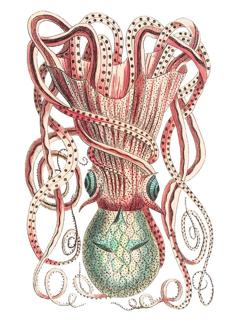 Granulated Cuttle illustration from The Naturalist's Miscellany (1789-1813) by George Shaw (1751-1813)
