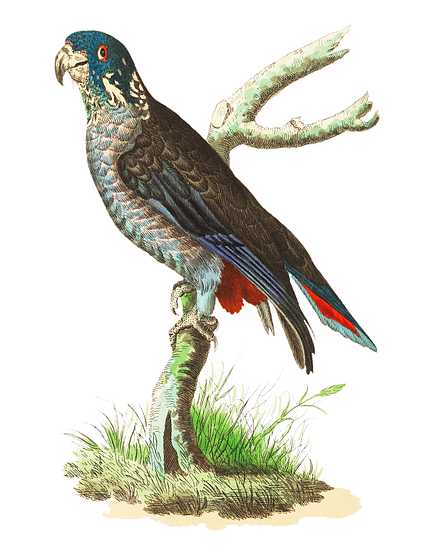 Dusky Parrot or Blackish Parrot illustration from The Naturalist's Miscellany (1789-1813) by George Shaw (1751-1813) Dusky Parrot or Blackish Parrot illustration from The Naturalist's Miscellany (1789-1813) by George Shaw (1751-1813) -…