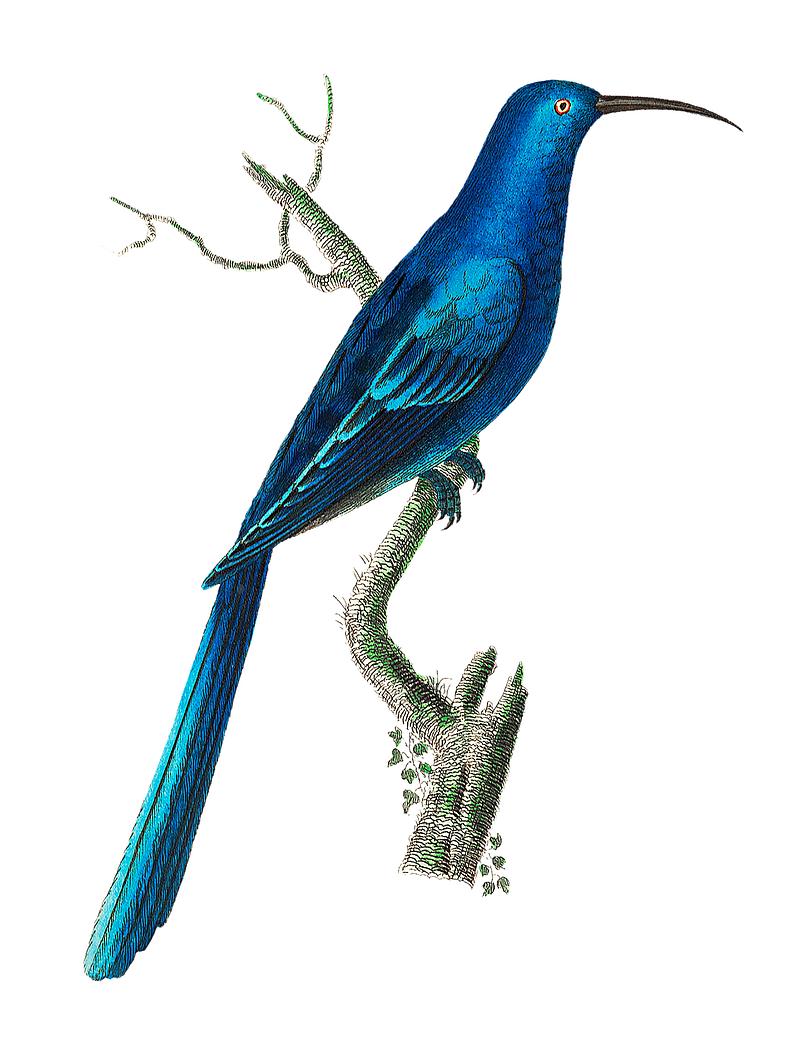 Blue Promerops illustration from The Naturalist's Miscellany (1789-1813) by George Shaw (1751-1813) Blue Promerops illustration from The Naturalist's Miscellany (1789-1813) by George Shaw (1751-1813)