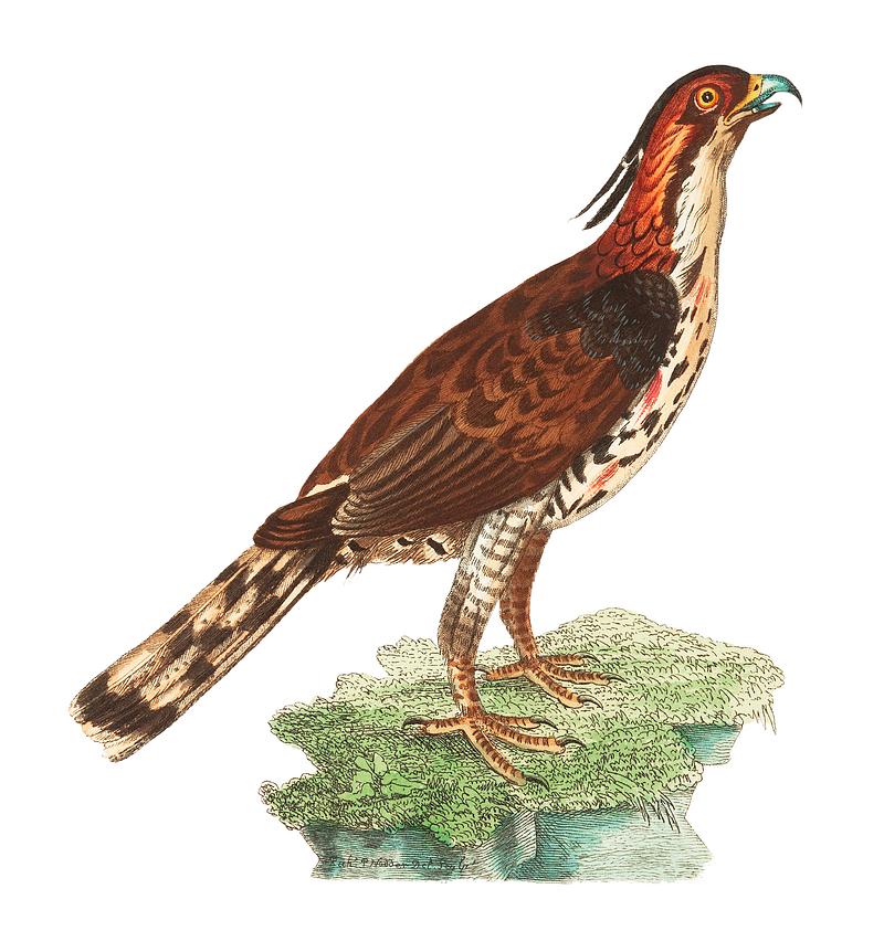 Illustration of rare falcon from The Naturalist's Miscellany (1789-1813) by George Shaw (1751-1813) Illustration of rare falcon from The Naturalist's Miscellany (1789-1813) by George Shaw (1751-1813)