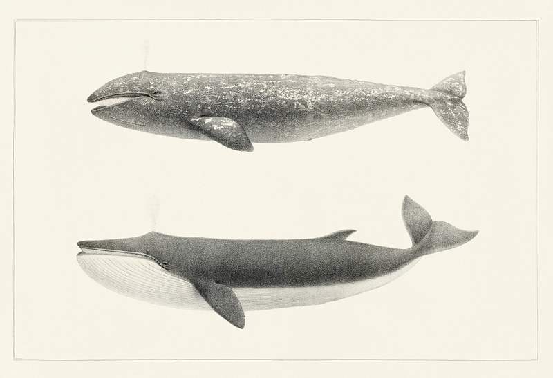 1. The California Gray Whale (Rhachieanectes claucus) 2. The Finback (Balaenoptera velifera) from Natural history of the cetaceans and other marine mammals of the western coast of North America (1872) by Charles Melville Scammon (1825-1911). 1. The California Gray Whale (Rhachieanectes claucus) 2. The Finback (Balaenoptera velifera) from Natural history of the…