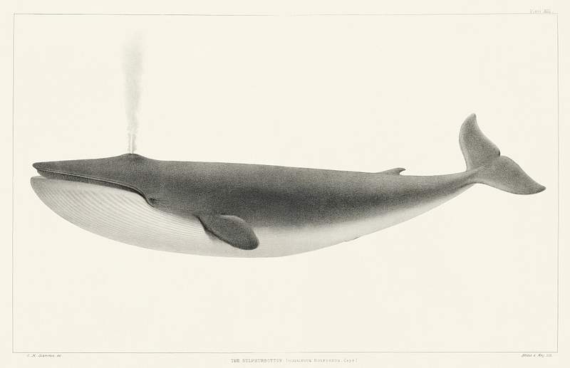 The Sulphurbottom (Sibbaldius sulfureus) from Natural history of the cetaceans and other marine mammals of the western coast…