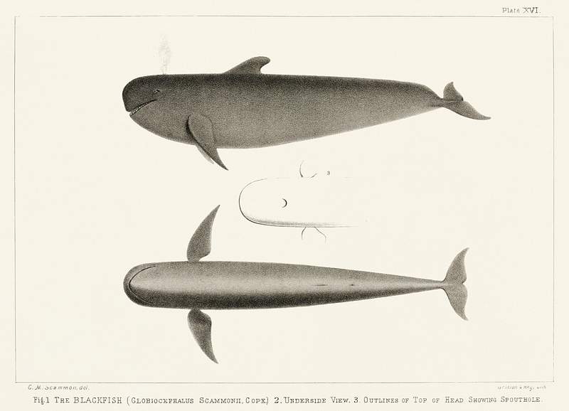 The Blackfish (Globiocephalus scammonii) from Natural history of the cetaceans and other marine mammals of the western coast of North America (1872) by Charles Melville Scammon (1825-1911). The Blackfish (Globiocephalus scammonii) from Natural history of the cetaceans and other marine mammals of the western coast…