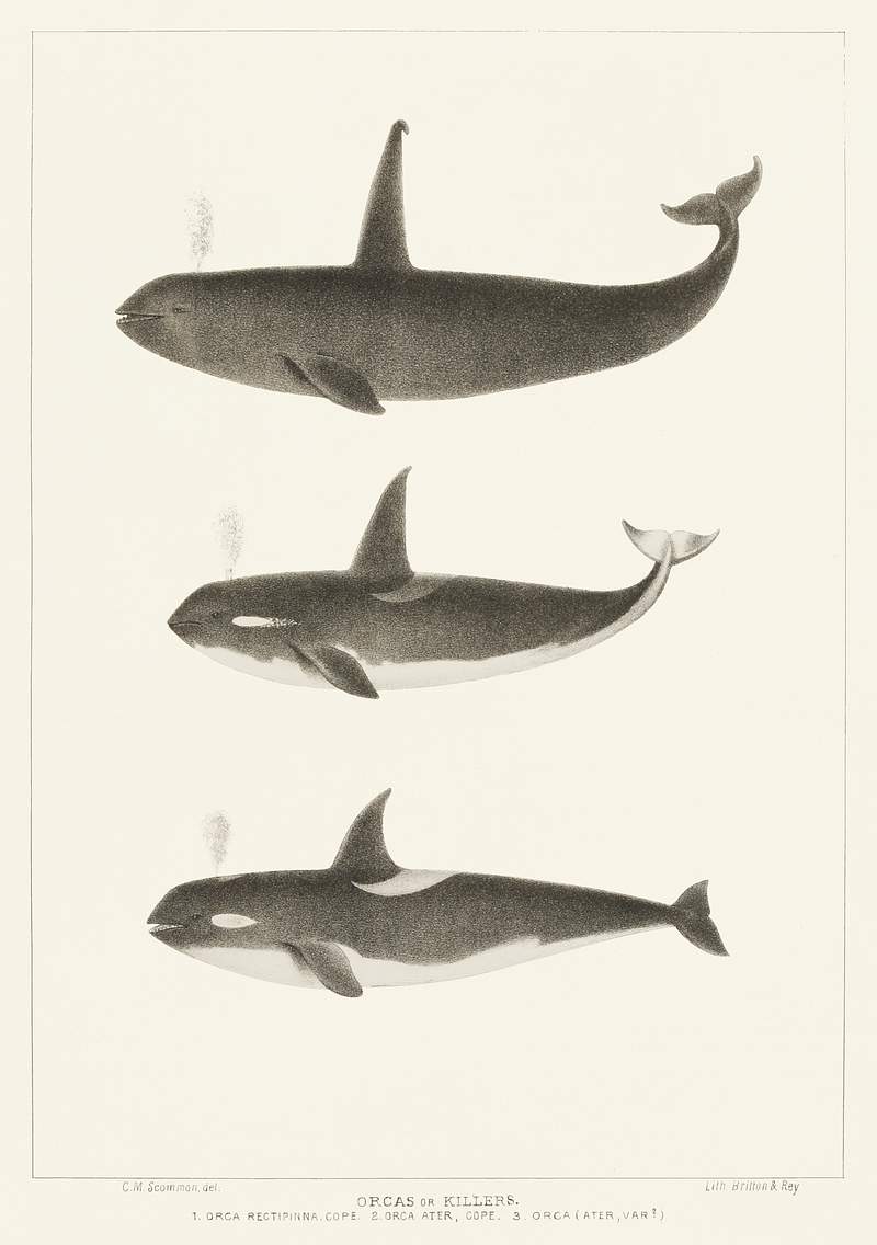 Orca or Killer whale (Orca rectipinna, Orca Ater) from Natural history of the cetaceans and other marine mammals of the western coast of North America (1872) by Charles Melville Scammon (1825-1911). Orca or Killer whale (Orca rectipinna, Orca Ater) from Natural history of the cetaceans and other marine mammals of the…