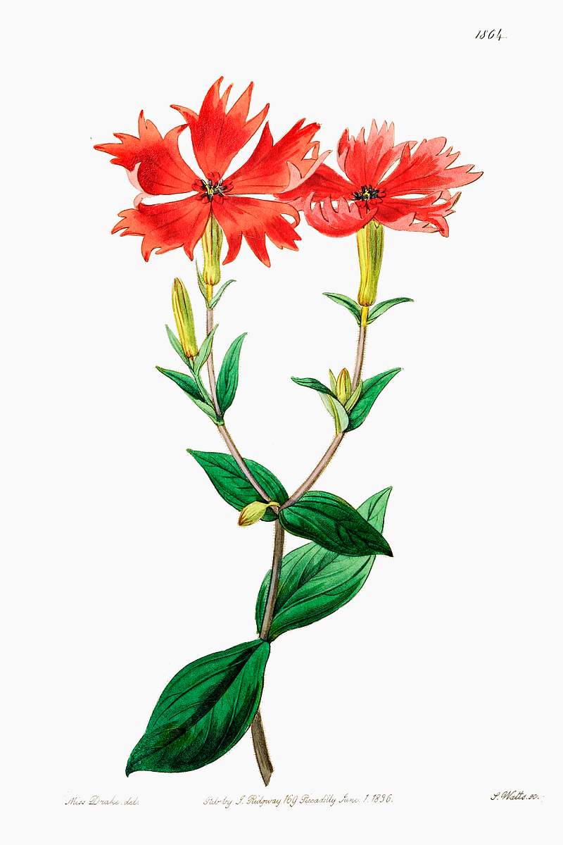 Bunge's lychnis flowers from Edwards’s Botanical Register (1829—1847) by Sydenham Edwards, John Lindley, and…