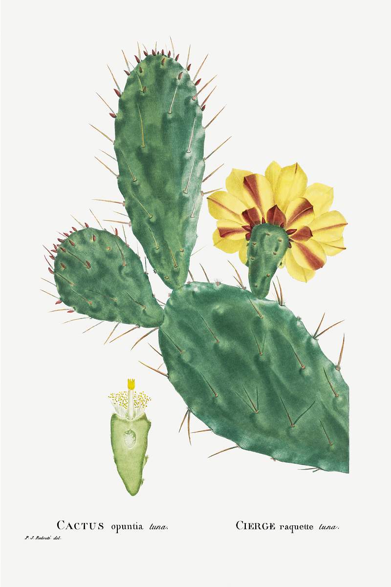 Cactus Opuntia Tuna (Prickly Pear) from… | Free public domain illustration Cactus Opuntia Tuna (Prickly Pear) from Histoire des Plantes Grasses (1799) by Pierre-Joseph Redouté. Original from…