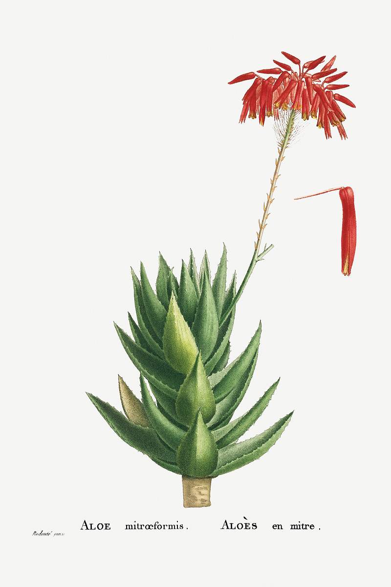 Aloe Mitroeformis (Mitre Aloe) from Histoire… | Free public domain illustration Aloe Mitroeformis (Mitre Aloe) from Histoire des Plantes Grasses (1799) by Pierre-Joseph Redouté. Original from…