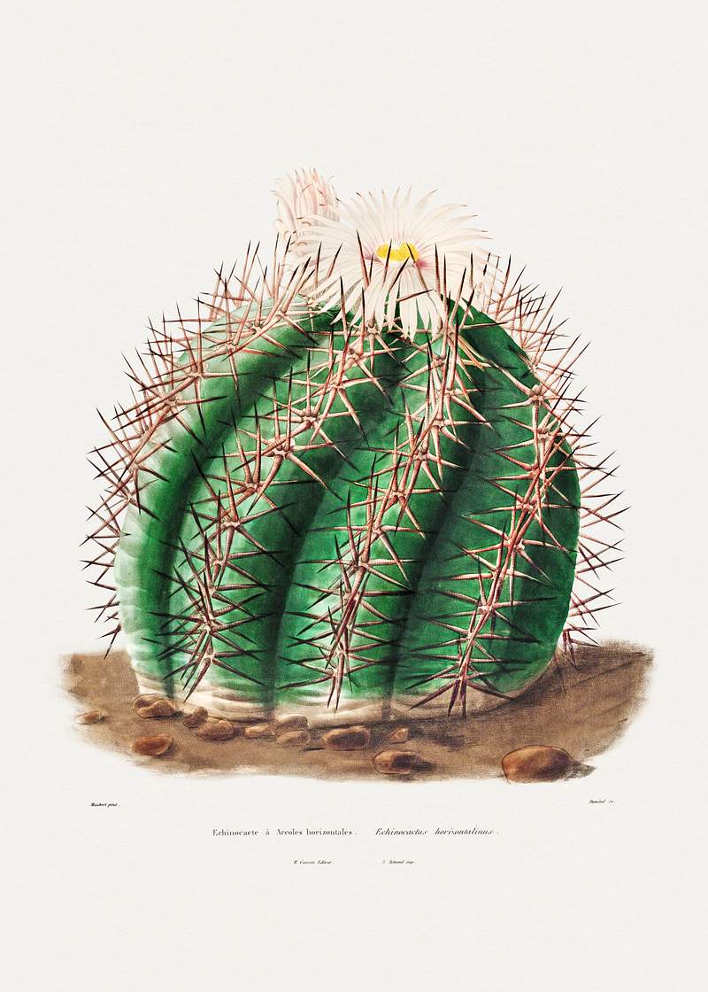 Turk's Head Cactus (Echinocactus Horizonthalonius) from Iconographie descriptive des cactées by Charles Antoine Lemaire…
